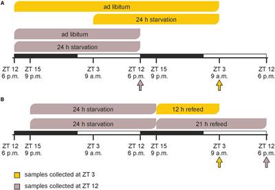 The Diurnal Timing of Starvation Differently Impacts Murine Hepatic Gene Expression and Lipid Metabolism – A Systems Biology Analysis Using Self-Organizing Maps